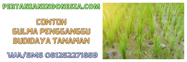 rumput liar,pengganggu,tanaman,budidaya tanaman
